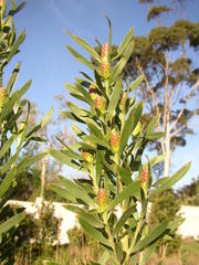 Leucadendron macowanii