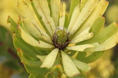 Leucadendron platyspermum