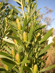 Leucadendron macowanii