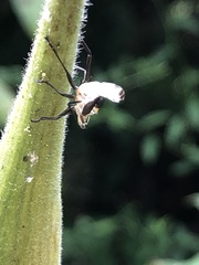 Oncopeltus fasciatus