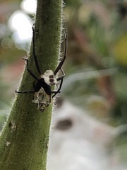 Oncopeltus fasciatus