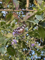 Acraea lycoa