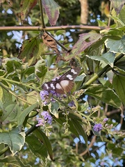 Acraea lycoa