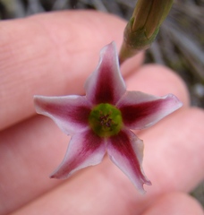 Adromischus caryophyllaceus