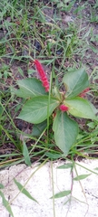 Acalypha hispida
