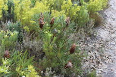 Protea longifolia