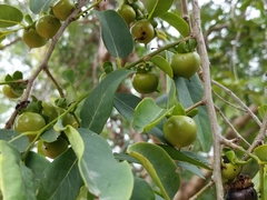 Diospyros montana