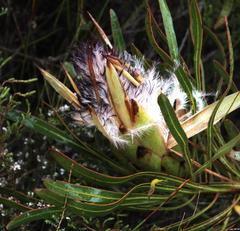 Protea longifolia