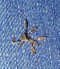 Phylliidae