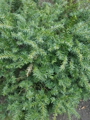 Taxus