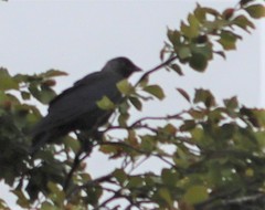 Corvus monedula