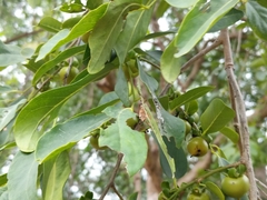 Diospyros montana