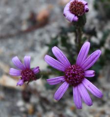 Senecio hastifolius