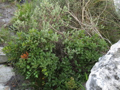 Morella kraussiana