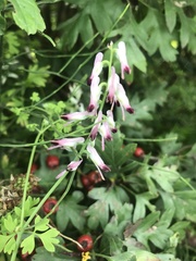 Fumaria bastardii