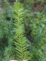 Taxus