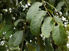 Diospyros montana