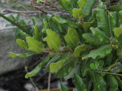 Morella kraussiana