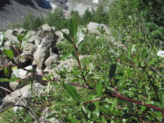 Salix kazbekensis
