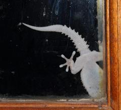 Chondrodactylus bibronii