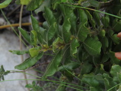 Morella kraussiana