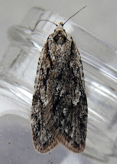 Semioscopis aurorella