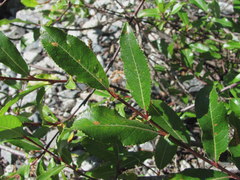 Salix kazbekensis