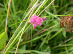 Lathyrus nissolia