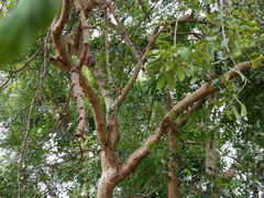 Diospyros montana