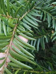 Taxus