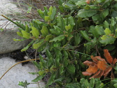 Morella kraussiana