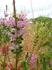 Erica verticillata