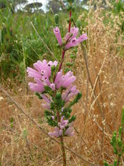 Erica verticillata