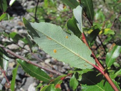 Salix kazbekensis