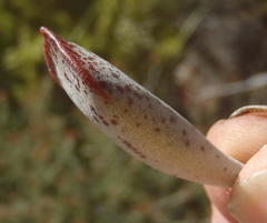 Adromischus triflorus