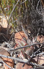 Adromischus triflorus