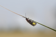 Photinus signaticollis