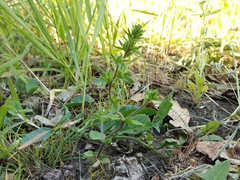 Veronica arvensis