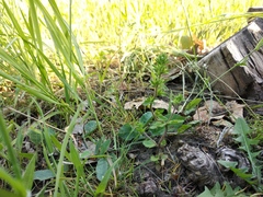 Veronica arvensis