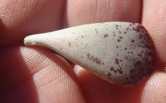 Adromischus triflorus