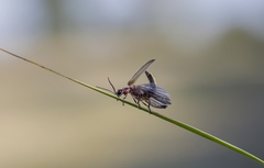 Photinus signaticollis