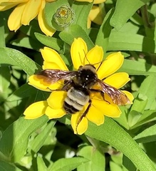 Bombus pensylvanicus