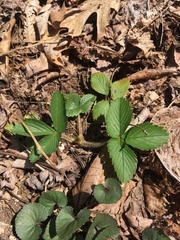 Fragaria × ananassa
