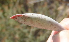 Adromischus triflorus
