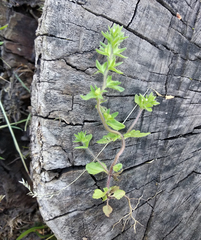 Veronica arvensis