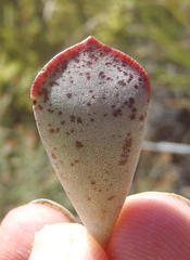 Adromischus triflorus