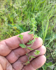 Veronica arvensis