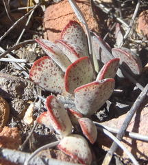 Adromischus triflorus
