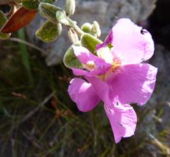 Podalyria burchellii