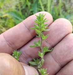 Veronica arvensis